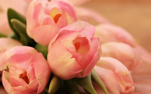 tulipan cvijet