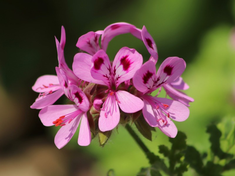 pelargonija cvijet