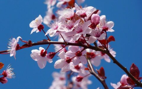 japanska trešnja biljka